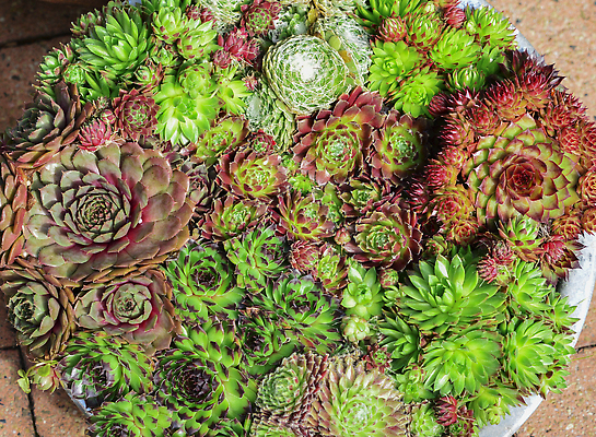 포토 JPG 해외이미지 식물 꽃 컬러 백그라운드 잎 꽃무늬 패턴 농업 자연 지붕 선인장 사람없음 장식 초록색 농작물 뷰티 환경 정원 재활용 성장 벚꽃 컨테이너 원예 질감 리빙 내추럴 다육식물 땅바닥 영원 그리너리 해외202310 해외포토 산업 무늬 바닥 취미 친환경 생태계 파일형식 트랜드컬러