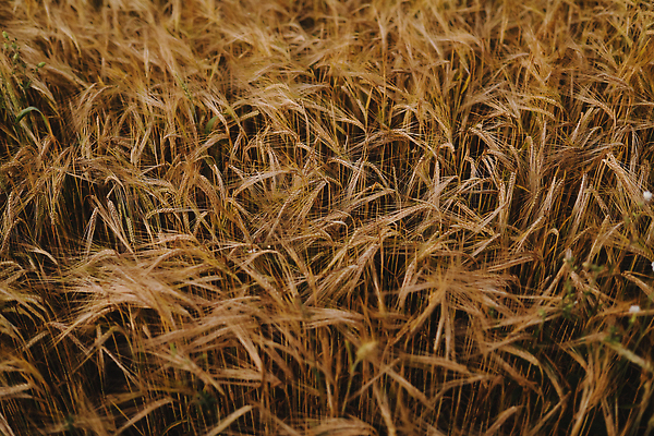 포토 JPG 해외이미지 식물 계절 빵 꽃무늬 패턴 농업 자연 추상 건조 씨앗 풍경 잔디 사람없음 야외 초록색 여름 햇빛 농장 농경지 환경 들꽃 수확 성장 시골 신선 황금 낟알 시리얼 밀 질감 보리 귀 밀짚 내추럴 논밭 숙성 호밀 세련 해외202310 해외포토 꽃 산업 음식 컬러 무늬 밭 곡류 논 신체부위 태양 짚 생태계 파일형식