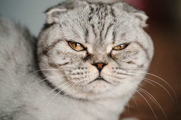 포토 JPG 해외이미지 한마리 응시 근접촬영 사람없음 스코티시폴드 해외202310 해외포토 1 시선 뷰포인트 고양이 파일형식