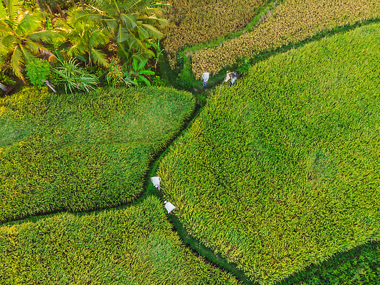 포토 JPG 해외이미지 식물 아시아 지구 음식 여행 백그라운드 패턴 농업 태국 자연 밥 산 안테나 동양인 풍경 사람없음 초록색 컬러풀 뷰티 농장 노란색 마을 환경 계곡 수확 시골 거친 정상 땅 묘사 언덕 인도네시아 지역 계단식 항공촬영 규정 논밭 드론 땅바닥 밭일 해외202310 해외포토 나라 산업 뷰포인트 컬러 무늬 밭 통신 바닥 논 인종 생태계 파일형식