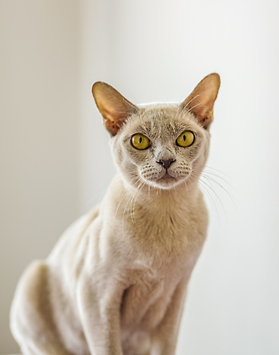 포토 JPG 해외이미지 응시 앉기 사람없음 귀여움 고양이 베이지색 해외202310 해외포토 시선 컬러 컨셉 포유류 모션 반려동물 파일형식