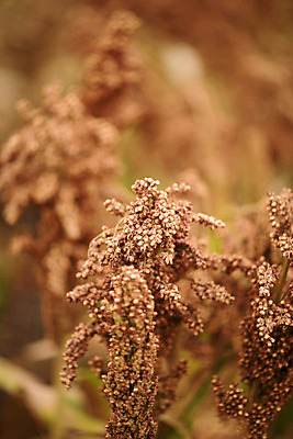 포토 JPG 해외이미지 식물 음식 밭 농업 자연 건강 씨앗 사람없음 초록색 빛 농작물 농장 식사 침묵 수확 성장 시골 낟알 시리얼 해외202004 해외포토 산업 컬러 소리 생태계 파일형식