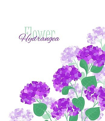 EPS 해외이미지 잎 일러스트 사람없음 보라색 흰배경 수국 해외일러스트 식물 꽃 컬러 백그라운드 흰색 파일형식 벡터