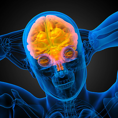 포토 JPG 해외이미지 사람 사람없음 머리 뇌 해외202004 해외포토 신체부위 파일형식