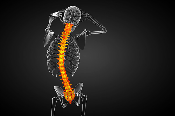 포토 JPG 해외이미지 해부 뼈 골격 사람없음 척추 생물학 요통 해외202004 해외포토 교육 의학 허리통증 파일형식