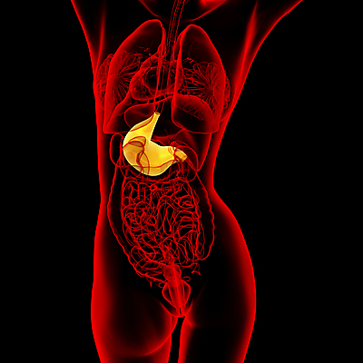 포토 JPG 해외이미지 해부 건강 사람 사람없음 3D 오르간 궤 해외202004 해외포토 의학 건반악기 디지털합성 파일형식