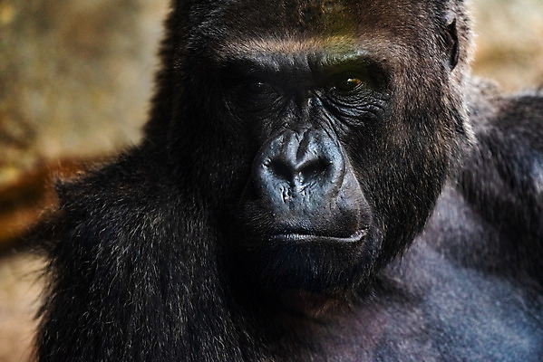 포토 JPG 해외이미지 동물 응시 남자 얼굴 야생동물 생각 포유류 아프리카 자연 휴식 동물원 앉기 성인 사람없음 머리 환경 검은색 힘 원숭이 표현 보호 은색 숲 위험 큼 왕 리더 멸종 유인원 고릴라 서쪽 지능 힘찬 해외202004 해외포토 시선 나라 컬러 컨셉 모션 사람 신체부위 크기 방향 생태계 파일형식