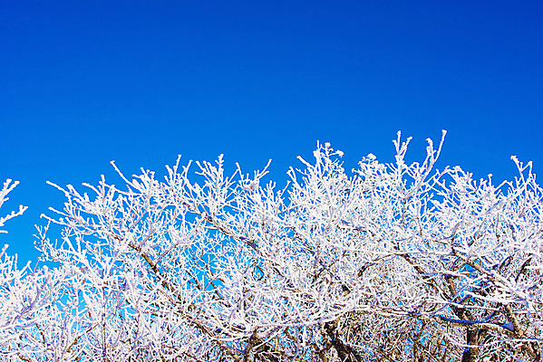 포토 JPG 해외이미지 나무 백그라운드 겨울 자연 하늘 산 서울 한국 풍경 사람없음 태양 맑음 추위 언덕 눈내림 해외202004 해외포토 자연요소 식물 계절 아시아 날씨 눈_날씨 생태계 파일형식