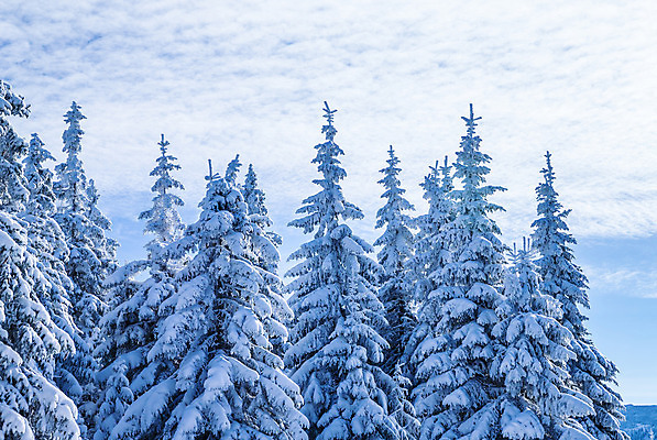 포토 JPG 해외이미지 나무 계절 공원 유럽 여행 겨울 자연 하늘 날씨 휴가 산 풍경 사람없음 야외 얼음 놀람 활발 추위 덮개 백발 흰색 소나무 신용카드 숲 서리 알프스 엽서 장면 전나무 1월 2월 옛날 웅장함 눈내림 몽환 가문비나무 해외202004 해외포토 자연요소 식물 헤어스타일 공공시설 감정 나라 컬러 컨셉 눈_날씨 표정 금융 뚜껑 날짜 편지 생태계 파일형식