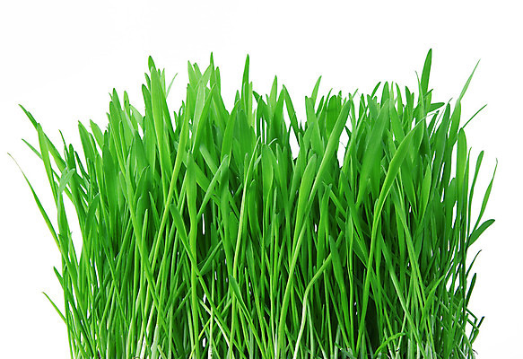 포토 JPG 해외이미지 식물 웰빙 컨셉 잎 휴식 사람없음 초록색 정원 꽃병 흰배경 고립 해외202004 해외포토 꽃 컬러 백그라운드 흰색 파일형식