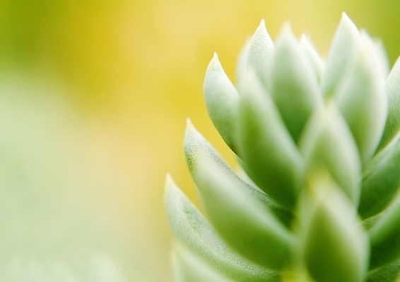 포토 JPG 해외이미지 나무 식물 공원 꽃잎 꽃 꽃다발 백그라운드 꽃무늬 오렌지 자연 따뜻함 사랑 사람없음 목재 초록색 파란색 빛 갈색 노란색 정원 보라색 검은색 봄 성장 벚꽃 개화 닫기 숲 제비꽃 헝가리 꽃수술 아네모네 세련 해외202004 해외포토 계절 공공시설 감정 컬러 무늬 과일 재료 모션 생태계 동유럽 파일형식