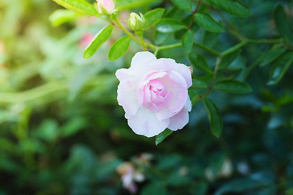 포토 JPG 해외이미지 식물 꽃잎 꽃 줄기 분홍색 잎 꽃무늬 자연 발렌타인데이 사람없음 야외 초록색 여름 햇빛 장미 정원 벚꽃 내추럴 해외202004 해외포토 계절 컬러 무늬 데이이벤트 태양 생태계 파일형식