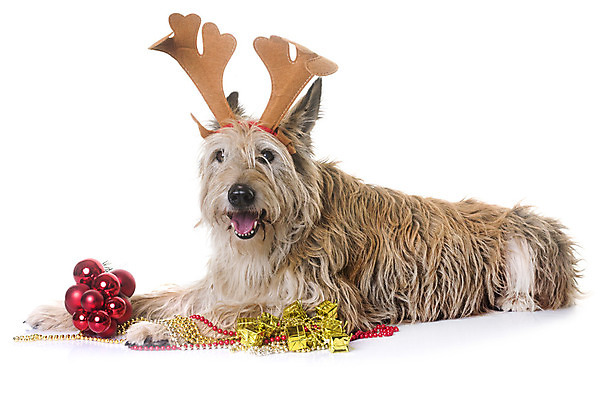 포토 JPG 해외이미지 동물 한마리 컨셉 크리스마스장식 크리스마스 뿔 사람없음 반려동물 갈색 유머 개 큼 흰배경 이벤트의상 루돌프머리띠 해외202004 해외포토 1 옷 기념일 감정 컬러 백그라운드 포유류 흰색 머리띠 크기 파일형식