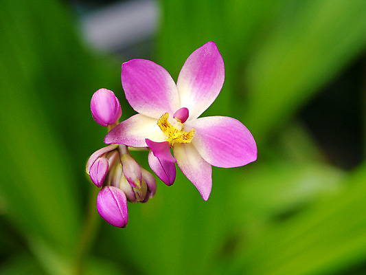 포토 JPG 해외이미지 기념일 꽃 유럽 백그라운드 사람없음 장식 컬러풀 머리 벚꽃 나뭇가지 신선 난초 우아함 해외202004 해외포토 나무 식물 나라 컬러 컨셉 이벤트 신체부위 파일형식