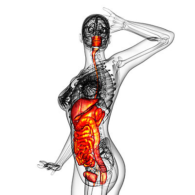 포토 JPG 해외이미지 해부 사람 사람없음 고통 하트 신장 간 암 방광 췌장 지라 해외202004 해외포토 모양 감정 의학 장기_의학 비뇨기관 질병 파일형식