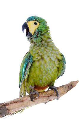 포토 JPG 해외이미지 사람없음 반려동물 앵무새 해외202310 해외포토 동물 조류 파일형식