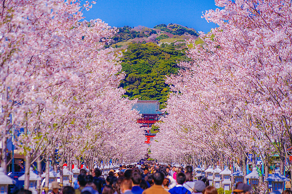 포토 JPG 해외이미지 식물 꽃잎 꽃 분홍색 잎 자연 하늘 풍경 사람없음 야외 맑음 봄 접근 해외202310 해외포토 계절 컬러 날씨 생태계 파일형식