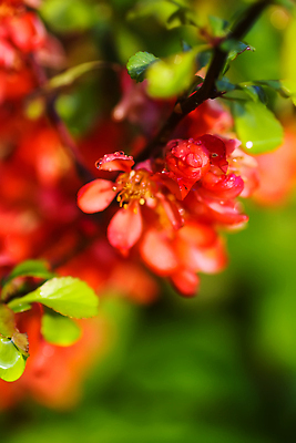 포토 JPG 해외이미지 나무 식물 계절 꽃잎 꽃 유럽 분홍색 컬러 백그라운드 꽃무늬 자연 벽지 하늘 새로움 사람없음 야외 빨간색 초록색 파란색 햇빛 태양 뷰티 갈색 정원 맑음 봄 성장 벚꽃 나뭇가지 신선 개화 사과 4월 관목 묘사 부드러움 자두 내추럴 라트비아 해외202310 해외포토 자연요소 나라 컨셉 무늬 과일 날씨 북유럽 감각 날짜 생태계 파일형식