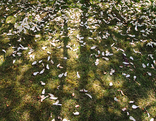 포토 JPG 해외이미지 나무 식물 공원 꽃잎 꽃 분홍색 컬러 백그라운드 잎 꽃무늬 패턴 자연 풍경 사람없음 빨간색 초록색 여름 컬러풀 뷰티 정원 보라색 봄 활발 벚꽃 흰색 나뭇가지 신선 개화 그룹 숲 진달래 원예 질감 상록수 내추럴 생태학 영원 해외202310 해외포토 계절 공공시설 교육 컨셉 무늬 취미 생태계 파일형식