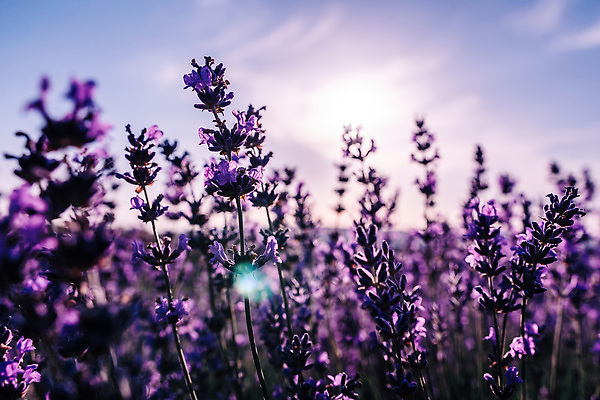 포토 JPG 해외이미지 식물 구름 계절 꽃 유럽 선 컬러 백그라운드 밭 농업 자연 하늘 풍경 사람없음 야외 초록색 여름 파란색 컬러풀 뷰티 약 농장 보라색 황혼 일몰 프랑스 시골 개화 저녁 허브 제비꽃 그림 향기 아로마 라벤더 내추럴 프랑스어 줄서기 프로방스 수평선 해외202310 해외포토 자연요소 문자 나라 산업 의학 모션 노을 야간 생태계 냄새 파일형식
