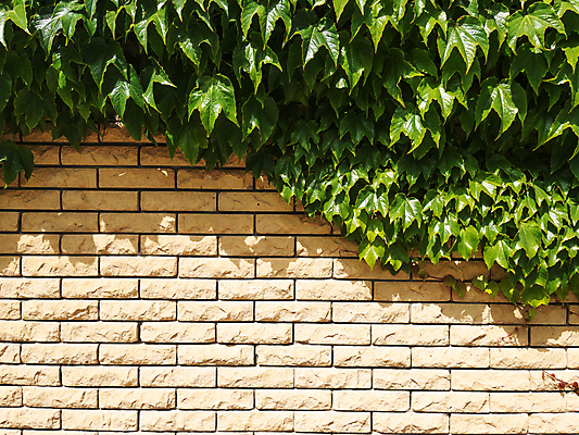 포토 JPG 해외이미지 식물 무료이미지 벽 잎 사람없음 야외 담장 해외202310 해외포토 파일형식 무료콘텐츠