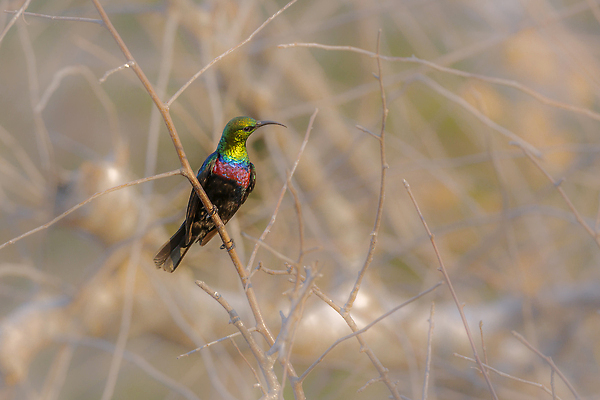 포토 JPG 해외이미지 동물 야생동물 아프리카 자연 조류 국립공원 사람없음 앞모습 가로 관광지 컬러풀 보호 사파리 남아프리카 보츠와나 보호구역 크루거 해외202310 해외포토 공원 나라 뷰포인트 컬러 여행 컨셉 생태계 남아프리카공화국 구역 파일형식