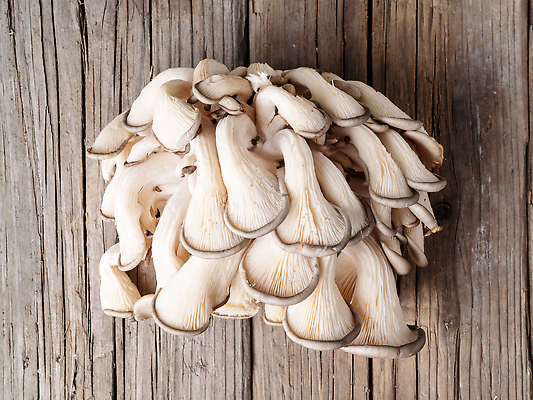 포토 JPG 해외이미지 나무 식물 음식 백그라운드 농업 다이어트 채소 재료 자연 탁자 건강 요리 사람없음 목재 갈색 식사 버섯 성장 굴 시골 신선 그룹 맛 먹기 유기농 날것 내추럴 곰팡이 숙성 식용 옛날 비건 맛있는 해외202310 해외포토 웰빙 산업 컬러 가구 컨셉 모션 어패류 생태계 채식주의자 파일형식