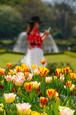 포토 JPG 해외이미지 식물 공원 꽃잎 꽃 분홍색 잎 자연 풍경 사람없음 야외 빨간색 초록색 컬러풀 뷰티 장미 노란색 정원 봄 튤립 신선 도시 도쿄 원예 밀가루 화단 강렬 해외202310 해외포토 계절 공공시설 컬러 취미 일본 가루 생태계 파일형식