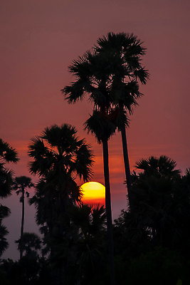 포토 JPG 해외이미지 나무 실루엣 아시아 바다 여행 오렌지 태국 자연 하늘 휴가 손바닥 풍경 사람없음 여름 파란색 야자수 태양 일출 어둠 황혼 일몰 낭만 저녁 숲 캘리포니아 코코넛 이국적 파라다이스 해외202310 해외포토 자연요소 식물 손 계절 나라 컬러 컨셉 과일 촬영기법 노을 미국 야간 생태계 파일형식