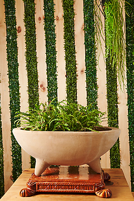 포토 JPG 해외이미지 화분 화초 사람없음 원예 해외202310 해외포토 식물 취미 파일형식