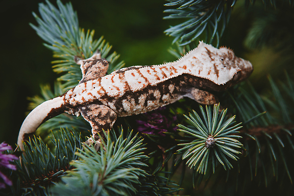 포토 JPG 해외이미지 전신 식물 동물 척추동물 꽃 야생동물 분홍색 잎 파충류 자연 종류 사람없음 초록색 갈색 환경 정원 보라색 용 바늘 선탠 보호 제비꽃 공룡 호기심 눈금 도마뱀 갈기 침엽수 멸종 전나무 생태학 이국적 가문비나무 해외202310 해외포토 나무 교육 감정 컬러 컨셉 도구 생태계 파일형식