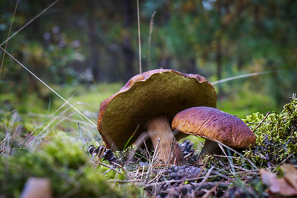 포토 JPG 해외이미지 나무 식물 계절 음식 낙엽 잎 2 다이어트 채소 재료 자연 건강 이끼 사람없음 목재 갈색 환경 맑음 식사 버섯 성장 신선 숲 큼 수집 유기농 날것 침엽수 내추럴 곰팡이 그물버섯 식용 채식주의자 캡모자 비건 해외202310 해외포토 모자_잡화 웰빙 컬러 날씨 크기 생태계 채식 파일형식
