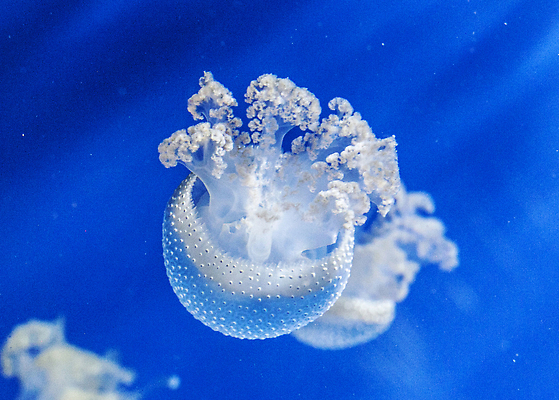 포토 JPG 해외이미지 바다 여행 어류 사람없음 여행객 수중 이탈리아 해외202310 해외포토 유럽 사람 수중동물 파일형식