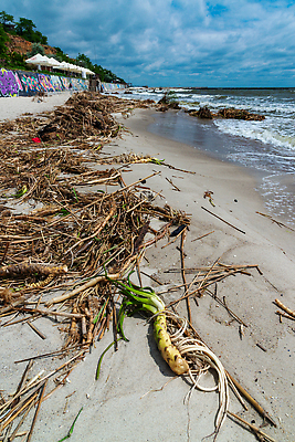 포토 JPG 해외이미지 식물 바다 해변 사람없음 물 손상 죽음 환경오염 오염 쓰레기 폐기물 플라스틱 폭발 댐 홍수 충돌 버리기 전쟁 진흙 비극 생태학 재앙 무너짐 해외202310 해외포토 자연요소 공공시설 교육 컨셉 모션 재질 자연재해 파일형식