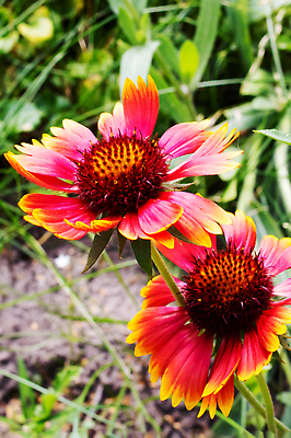 포토 JPG 해외이미지 식물 계절 꽃 분홍색 컬러 백그라운드 잎 꽃무늬 자연 사람없음 야외 빨간색 세로 초록색 여름 컬러풀 태양 뷰티 머리 우주 정원 봄 낭만 성장 나뭇가지 침대 개화 작음 꽃가루 해외202310 해외포토 자연요소 나무 가구 컨셉 무늬 신체부위 크기 가루 생태계 파일형식