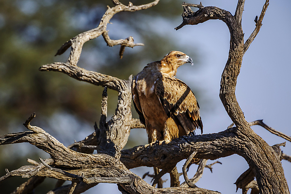 포토 JPG 해외이미지 동물 야생동물 아프리카 자연 조류 국립공원 사람없음 앞모습 가로 관광지 사막 보호 사파리 통나무 독수리 몸단장 나미비아 남아프리카 보츠와나 보호구역 칼라하리 건조기후 해외202310 해외포토 나무 공원 나라 뷰포인트 여행 컨셉 생태계 구역 파일형식