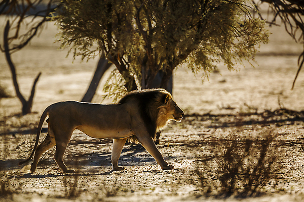 포토 JPG 해외이미지 동물 남자 야생동물 포유류 아프리카 자연 흑백 국립공원 풍경 사람없음 야외 관광지 걷기 일출 황혼 새벽 사막 황무지 보호 사자 사파리 육식동물 나미비아 남아프리카 보츠와나 보호구역 칼라하리 건조기후 해외202310 해외포토 자연요소 공원 나라 여행 컨셉 모션 촬영기법 사람 노을 일몰 생태계 구역 파일형식
