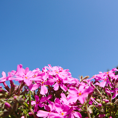 포토 JPG 해외이미지 식물 계절 꽃잎 꽃 분홍색 컬러 백그라운드 꽃무늬 자연 하늘 휴가 풍경 사람없음 야외 여름 파란색 컬러풀 뷰티 환경 정원 맑음 보라색 봄 성장 벚꽃 신선 개화 4월 원예 내추럴 파라다이스 해외202310 해외포토 무늬 날씨 취미 날짜 생태계 파일형식