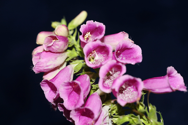 포토 JPG 해외이미지 식물 계절 꽃잎 꽃 유럽 야생동물 분홍색 컬러 백그라운드 잎 꽃무늬 자연 사람없음 야외 초록색 여름 컬러풀 햇빛 뷰티 정원 보라색 봄 들꽃 벚꽃 개화 난초 닫기 제비꽃 묘사 내추럴 해외202310 해외포토 동물 나라 무늬 모션 태양 생태계 파일형식
