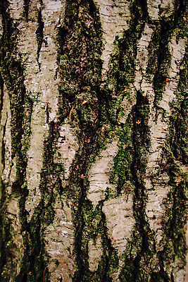 포토 JPG 해외이미지 나무 식물 디자인 선 벽 백그라운드 패턴 자연 벽지 표면 날씨 추상 건조 사람없음 야외 목재 초록색 갈색 환경 카펫 덮개 껍질 소나무 거친 닫기 숲 피부 묘사 질감 나무껍질 잡동사니 내추럴 그런지 땅파기 수목 옛날 울퉁불퉁 노화 해외202310 해외포토 컬러 컨셉 무늬 재료 모션 신체부위 뚜껑 생태계 파일형식