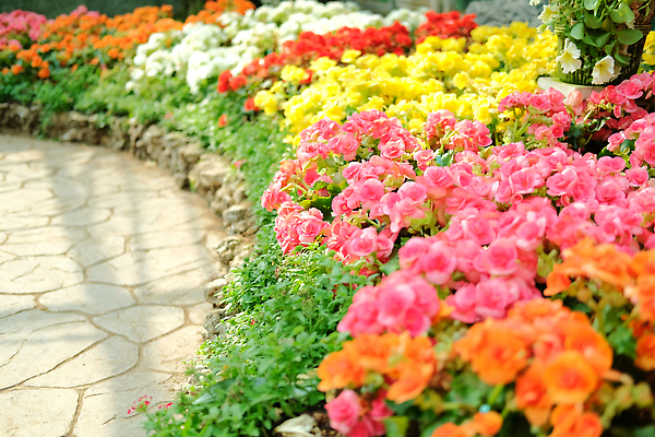 포토 JPG 해외이미지 식물 꽃잎 꽃 컬러 잎 꽃무늬 자연 사람없음 야외 장식 컬러풀 정원 봄 벚꽃 신선 개화 원예 내추럴 해외202310 해외포토 계절 무늬 취미 생태계 파일형식