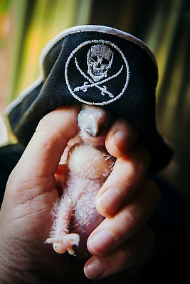 포토 JPG 해외이미지 식물 동물 척추동물 1 응시 여자 꽃 분홍색 백그라운드 날개 포유류 조류 생물 실내 서기 사람없음 옆모습 가로 반려동물 갈색 검은색 회색 젖음 촉촉함 나뭇가지 신생아 작음 깃털 부리 앵무새 슛 대머리 솜털 노려봄 잉꼬 해외202310 해외포토 나무 헤어스타일 시선 뷰포인트 컬러 모션 표정 사람 내부 아기 크기 파일형식