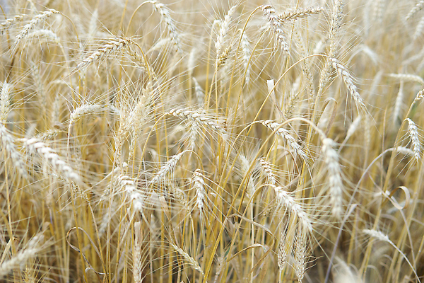 포토 JPG 해외이미지 식물 구름 줄기 백그라운드 밭 농업 자연 하늘 씨앗 사람없음 야외 빛 농작물 햇빛 농경지 노란색 수확 성장 시골 작업 황금 낟알 시리얼 밀 귀 밀짚 내추럴 개발 밭일 해외202310 해외포토 자연요소 산업 음식 컬러 곡류 신체부위 태양 농장 짚 생태계 파일형식