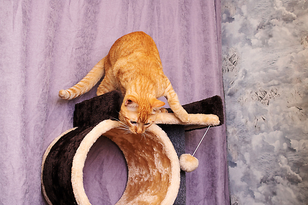 포토 JPG 해외이미지 한마리 놀이 숙이기 사람없음 고양이 커튼 캣타워 해외202310 해외포토 반려용품 1 포즈 포유류 반려동물 오브젝트 파일형식