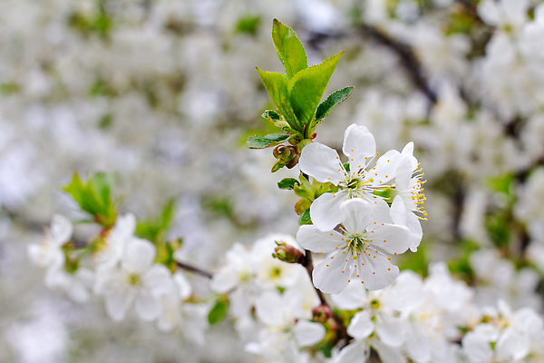 포토 JPG 해외이미지 나무 식물 계절 꽃 분홍색 컬러 백그라운드 꽃무늬 과일 자연 하늘 새로움 사람없음 야외 파란색 뷰티 정원 봄 성장 벚꽃 나뭇가지 신선 시간 체리 닫기 선택 소프트포커스 내추럴 기간 해외202310 해외포토 컨셉 무늬 모션 촬영기법 생태계 파일형식