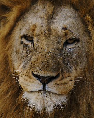 포토 JPG 해외이미지 동물 응시 공원 여자 남자 얼굴 야생동물 모래 포유류 아프리카 자연 휴식 털 사람없음 옆모습 머리 환경 고양이 사막 황무지 황금 위험 사자 큼 왕 사파리 육식동물 갈기 사냥꾼 멸종 사자자리 표범 남쪽 내추럴 나미비아 남아프리카 암사자 웅장함 전국 칼라하리 탄자니아 크루거 해외202310 해외포토 직업 시선 공공시설 나라 뷰포인트 컨셉 사람 신체부위 반려동물 별자리 크기 암컷 방향 생태계 남아프리카공화국 파일형식