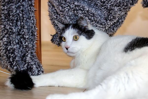 포토 JPG 해외이미지 식물 동물 응시 계절 행복 백그라운드 장난 포유류 가족 자연 영국 바닥 주택 털 실내 건강 서기 사람없음 야외 여름 반려동물 장난감 뷰티 축구 고양이 흰색 신선 작음 모피 기르기 유래 흥미 해외202310 해외포토 시선 감정 유럽 컬러 컨셉 관계 모션 내부 건물 구기 크기 생태계 돌봄 파일형식