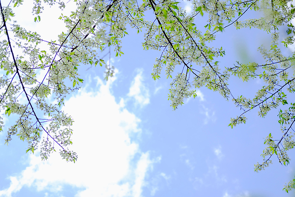 포토 JPG 해외이미지 나무 식물 계절 공원 꽃잎 꽃 겨울 태국 자연 풍경 사람없음 야외 뷰티 정원 봄 벚꽃 흰색 나뭇가지 개화 체리 내추럴 히말라야 해외202310 해외포토 공공시설 아시아 컬러 과일 생태계 파일형식 산맥