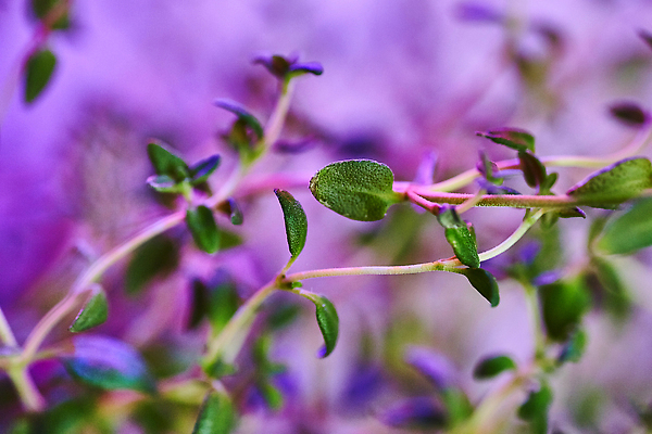 포토 JPG 해외이미지 식물 계절 꽃잎 꽃 분홍색 컬러 잎 꽃무늬 생물 사람없음 야외 여름 컬러풀 정원 보라색 봄 벚꽃 나뭇가지 개화 닫기 허브 제비꽃 라일락 내추럴 해외202310 해외포토 나무 무늬 모션 파일형식