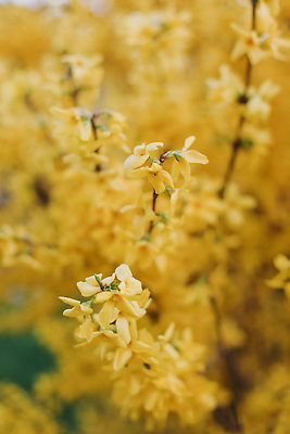 포토 JPG 해외이미지 나무 식물 계절 공원 꽃잎 꽃 컬러 백그라운드 잎 꽃무늬 봄꽃 자연 벽지 풍경 사람없음 야외 장식 여름 뷰티 노란색 환경 정원 맑음 봄 성장 벚꽃 나뭇가지 신선 개화 황금 4월 관목 묘사 원예 내추럴 해외202310 해외포토 공공시설 무늬 날씨 취미 날짜 생태계 파일형식
